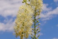 Cimicífuga - planta medicinal