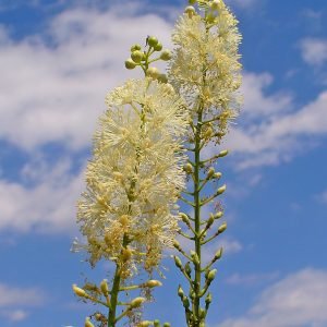 Cimicífuga - planta medicinal
