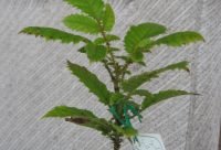Ciruela de Davidson - planta medicinal de Australia