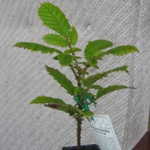 Ciruela de Davidson - planta medicinal de Australia
