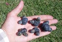 Ciruela de Illawarra - planta medicinal