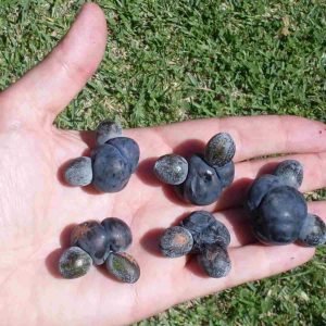 Ciruela de Illawarra - planta medicinal