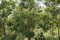 Ciruela de Kakadu - planta medicinal de Australia