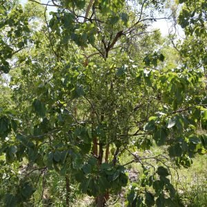 Ciruela de Kakadu - planta medicinal de Australia
