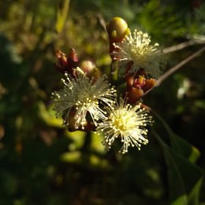 Clavos de olor secos, Syzygium aromaticum, especia analgesica y antiseptica de Indonesia