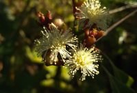 Clavos de olor secos, Syzygium aromaticum, especia analgesica y antiseptica de Indonesia