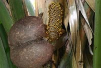 Semillas de coco de mer, la mas grande y pesada del reino vegetal