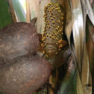 Semillas de coco de mer, la mas grande y pesada del reino vegetal