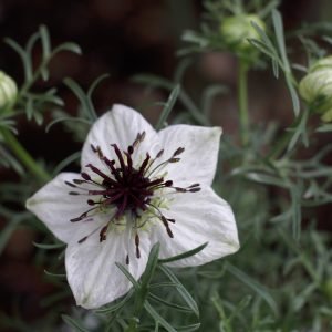 Comino Negro - planta medicinal africana