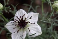 Comino Negro - planta medicinal africana