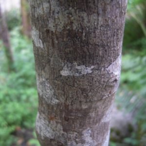 Corteza de Cascara Sagrada, Rhamnus purshiana, laxante tradicional norteamericano