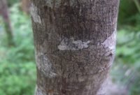 Corteza de Cascara Sagrada, Rhamnus purshiana, laxante tradicional norteamericano