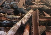 Corteza de Chuchuhuasi, Maytenus macrocarpa, usada como antiinflamatorio en la Amazonia