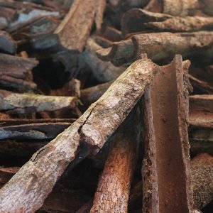 Corteza de Chuchuhuasi, Maytenus macrocarpa, usada como antiinflamatorio en la Amazonia