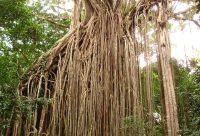 El higo estrangulador: el árbol que mata a su anfitrión