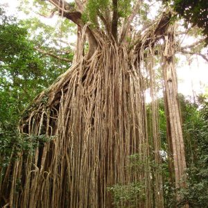 El higo estrangulador: el árbol que mata a su anfitrión