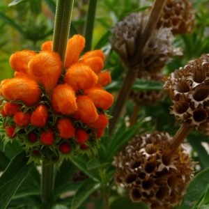 Dagga - planta medicinal africana