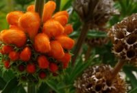 Dagga - planta medicinal africana