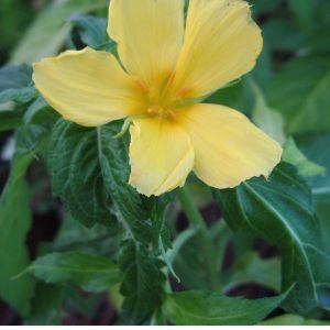 Damiana, Turnera diffusa, planta calmante usada en la medicina tradicional mexicana