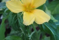 Damiana, Turnera diffusa, planta calmante usada en la medicina tradicional mexicana