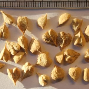Semillas de Boswellia serrata usadas para preparar decoccion antiinflamatoria