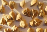 Semillas de Boswellia serrata usadas para preparar decoccion antiinflamatoria