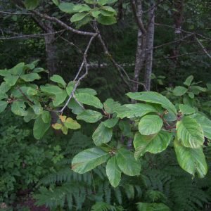 Rama de Cascara Sagrada usada para preparar decoccion laxante