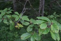 Rama de Cascara Sagrada usada para preparar decoccion laxante