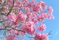 Flores de Pau D'Arco usadas para preparar decoccion antiinflamatoria y antifungica