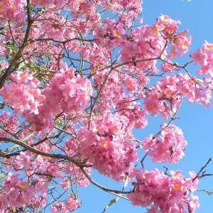 Flores de Pau D'Arco usadas para preparar decoccion antiinflamatoria y antifungica