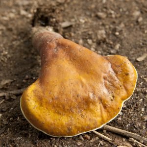 Hongo Reishi en laminas para preparar decoccion inmunoestimulante