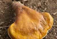 Hongo Reishi en laminas para preparar decoccion inmunoestimulante