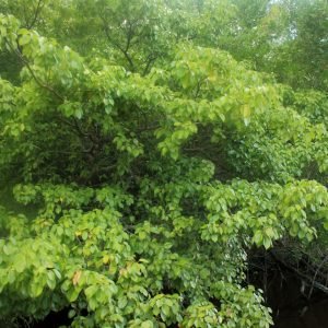 Arbol de manzanillo, Hippomane mancinella, considerado el arbol mas peligroso del mundo