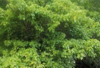 Arbol de manzanillo, Hippomane mancinella, considerado el arbol mas peligroso del mundo