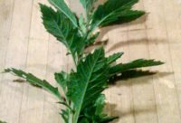 Epazote - planta medicinal