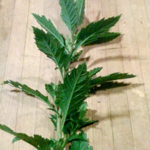 Epazote - planta medicinal