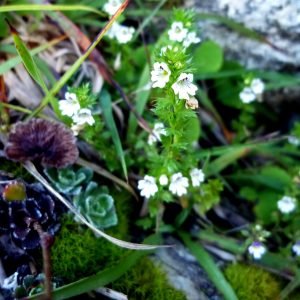 Eufrasia - planta medicinal