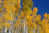 Pando: el bosque que en realidad es un solo árbol