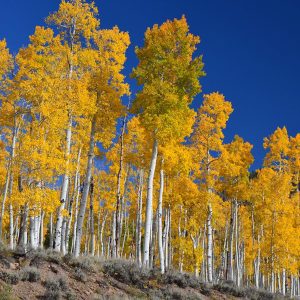 Pando: el bosque que en realidad es un solo árbol
