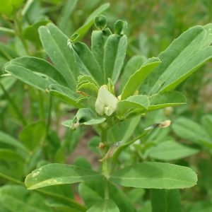 Fenogreco - planta medicinal africana