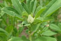 Fenogreco - planta medicinal africana