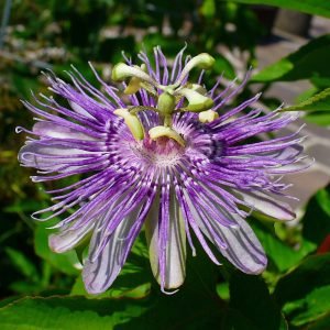 Flor de la pasion Passiflora incarnata con su estructura caracteristica
