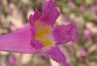 Flores de Pau D'Arco, Tabebuia impetiginosa, arbol antiinflamatorio de la Amazonia brasilena