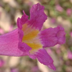 Flores de Pau D'Arco, Tabebuia impetiginosa, arbol antiinflamatorio de la Amazonia brasilena