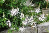 Flores de Te de Java, Orthosiphon aristatus, planta diuretica del sudeste asiatico