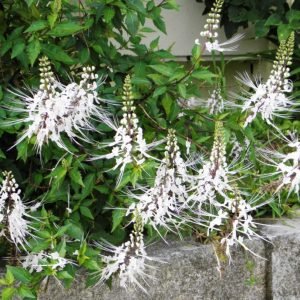 Flores de Te de Java, Orthosiphon aristatus, planta diuretica del sudeste asiatico