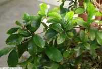 Fruta Milagrosa - planta medicinal africana