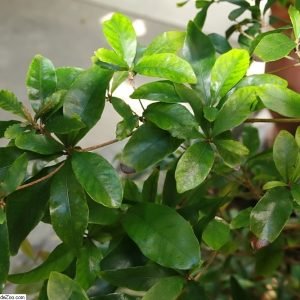 Fruta Milagrosa - planta medicinal africana