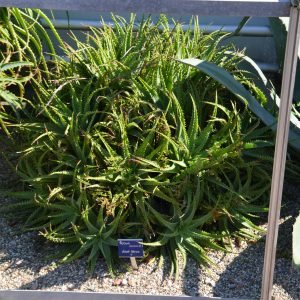 Gel de Aloe Ferox cicatrizante