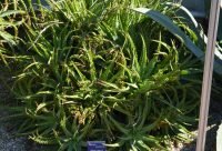 Gel de Aloe Ferox cicatrizante